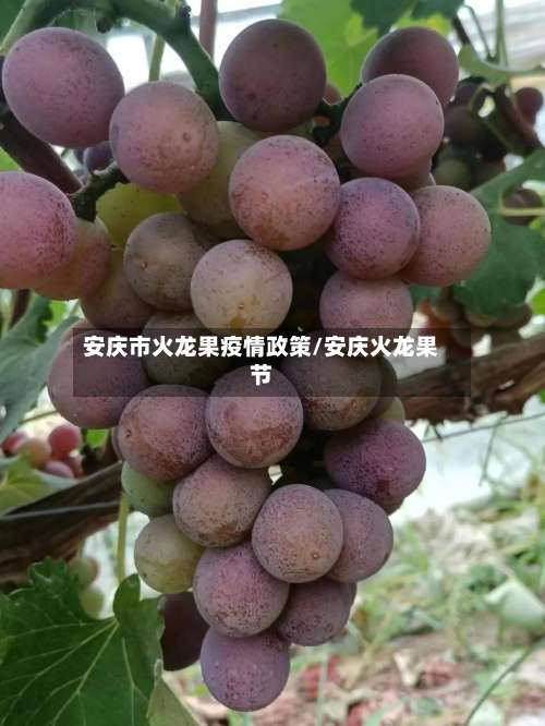 安庆市火龙果疫情政策/安庆火龙果节-第2张图片